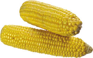 Corn PNG image-5271